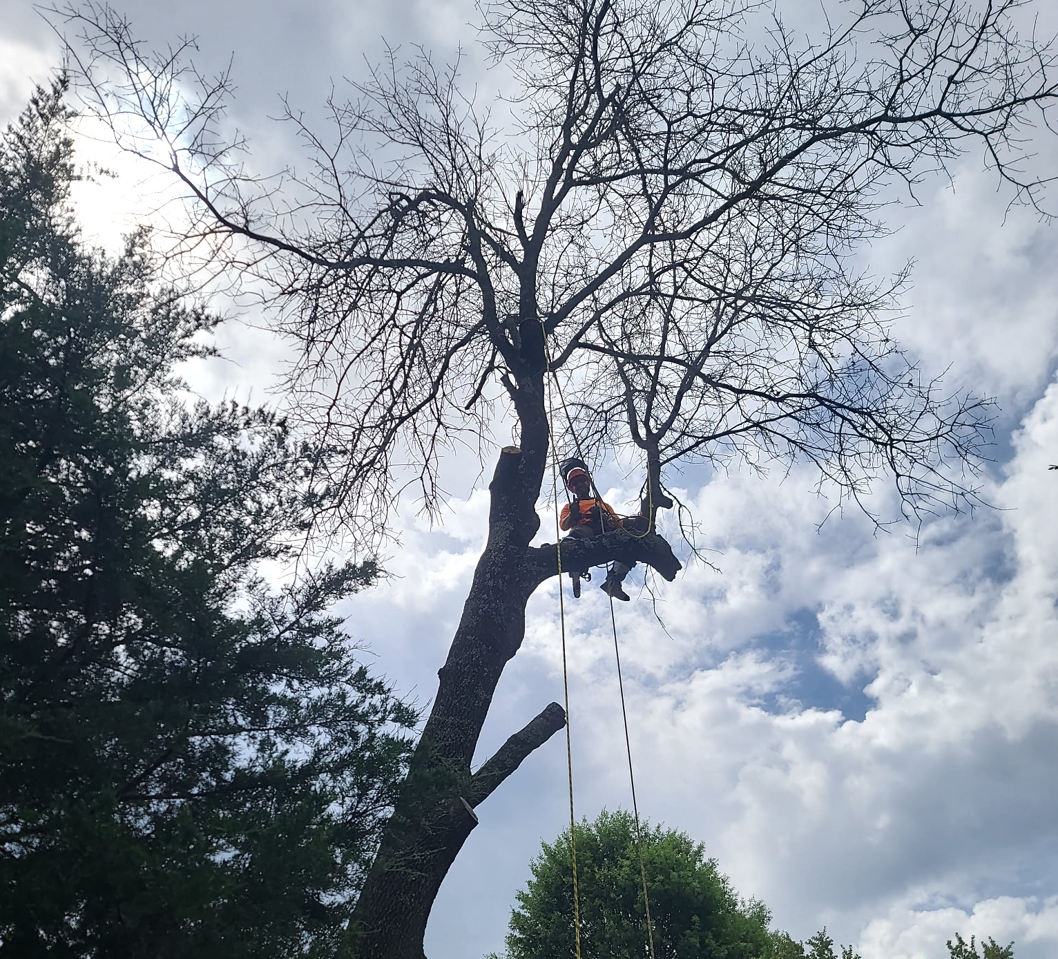 Tree Trimming