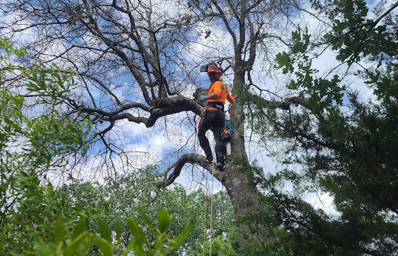Professional arborist working in tree