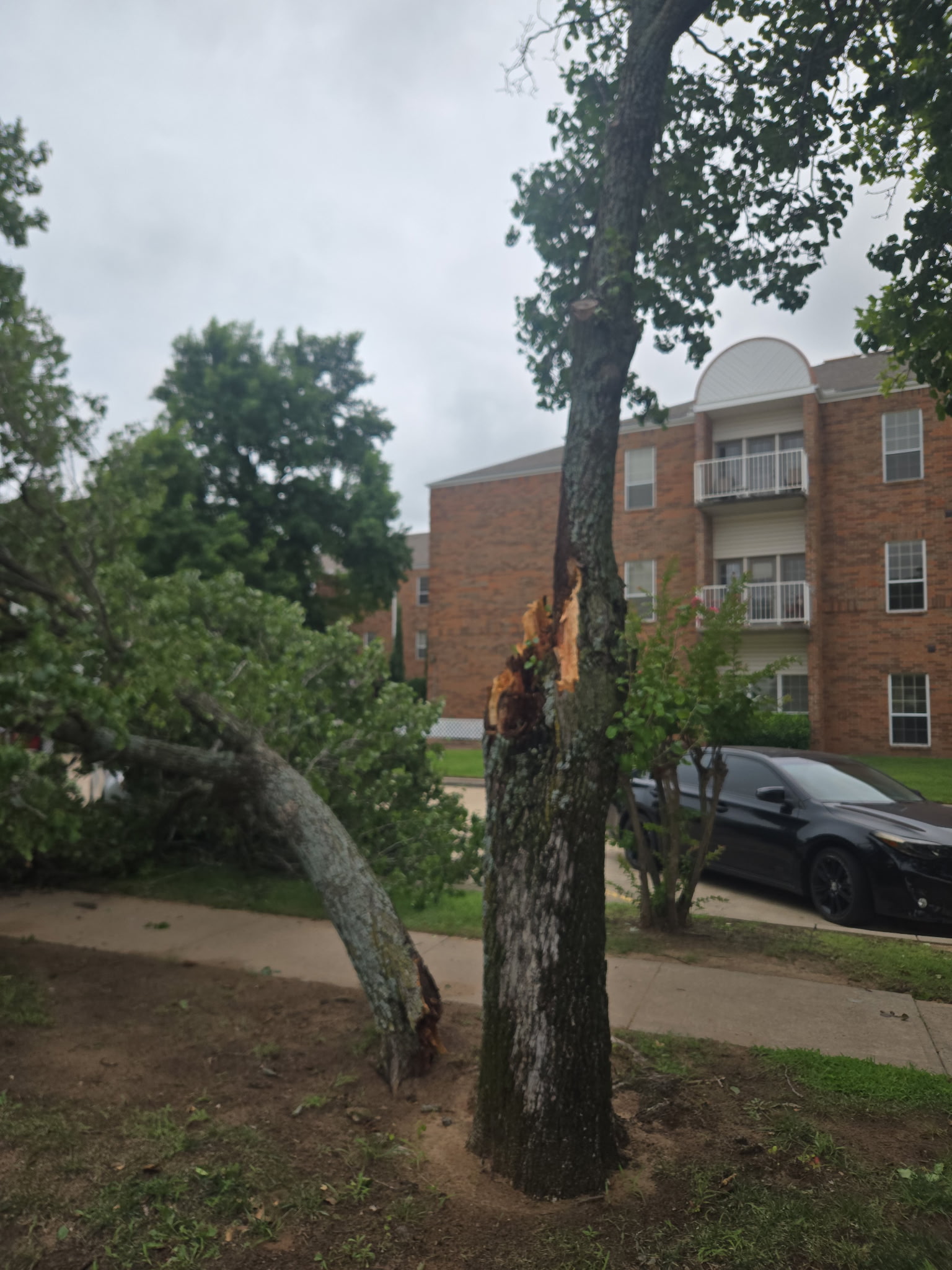 Tree service work 6