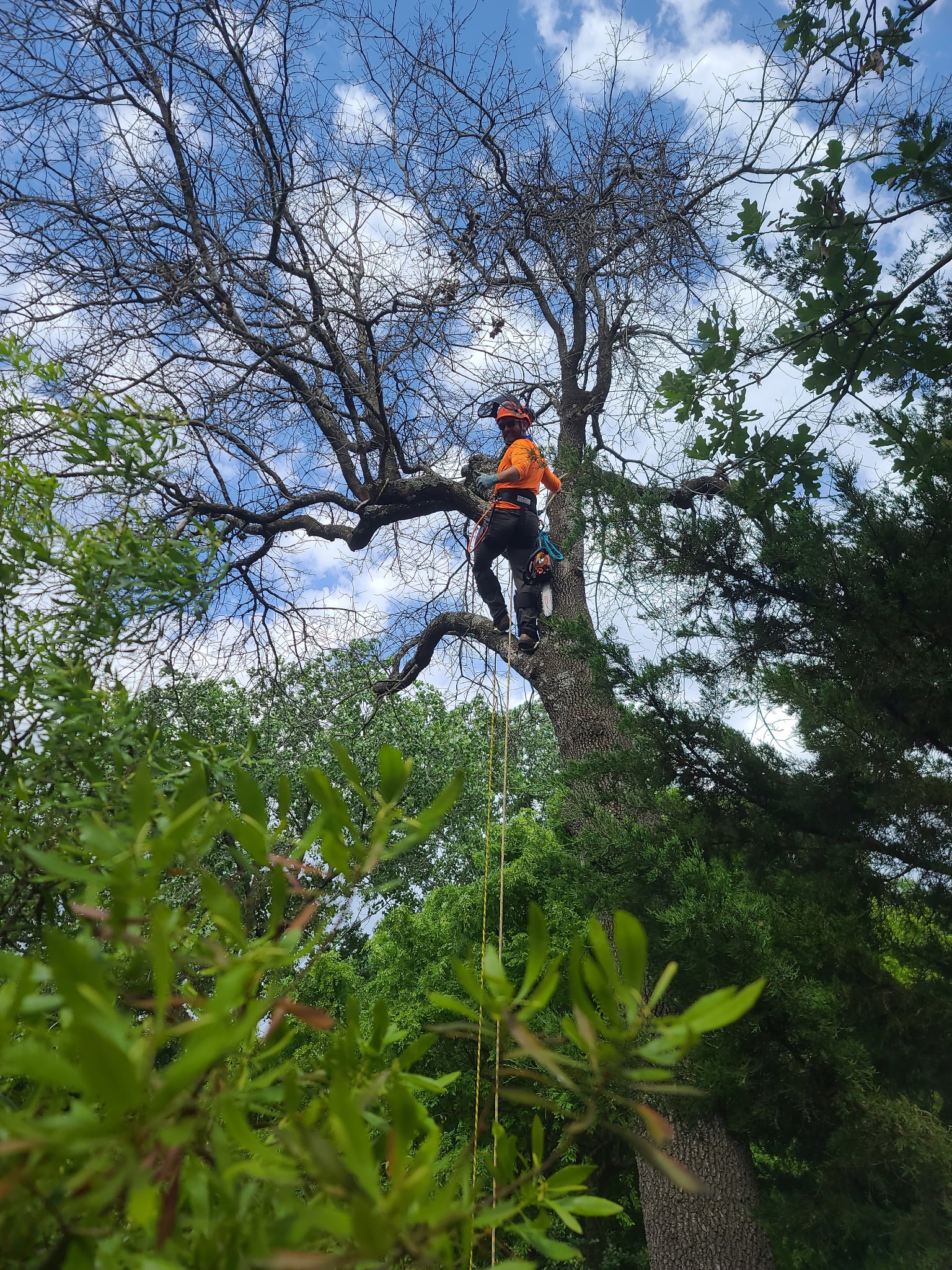 Professional arborist working in tree