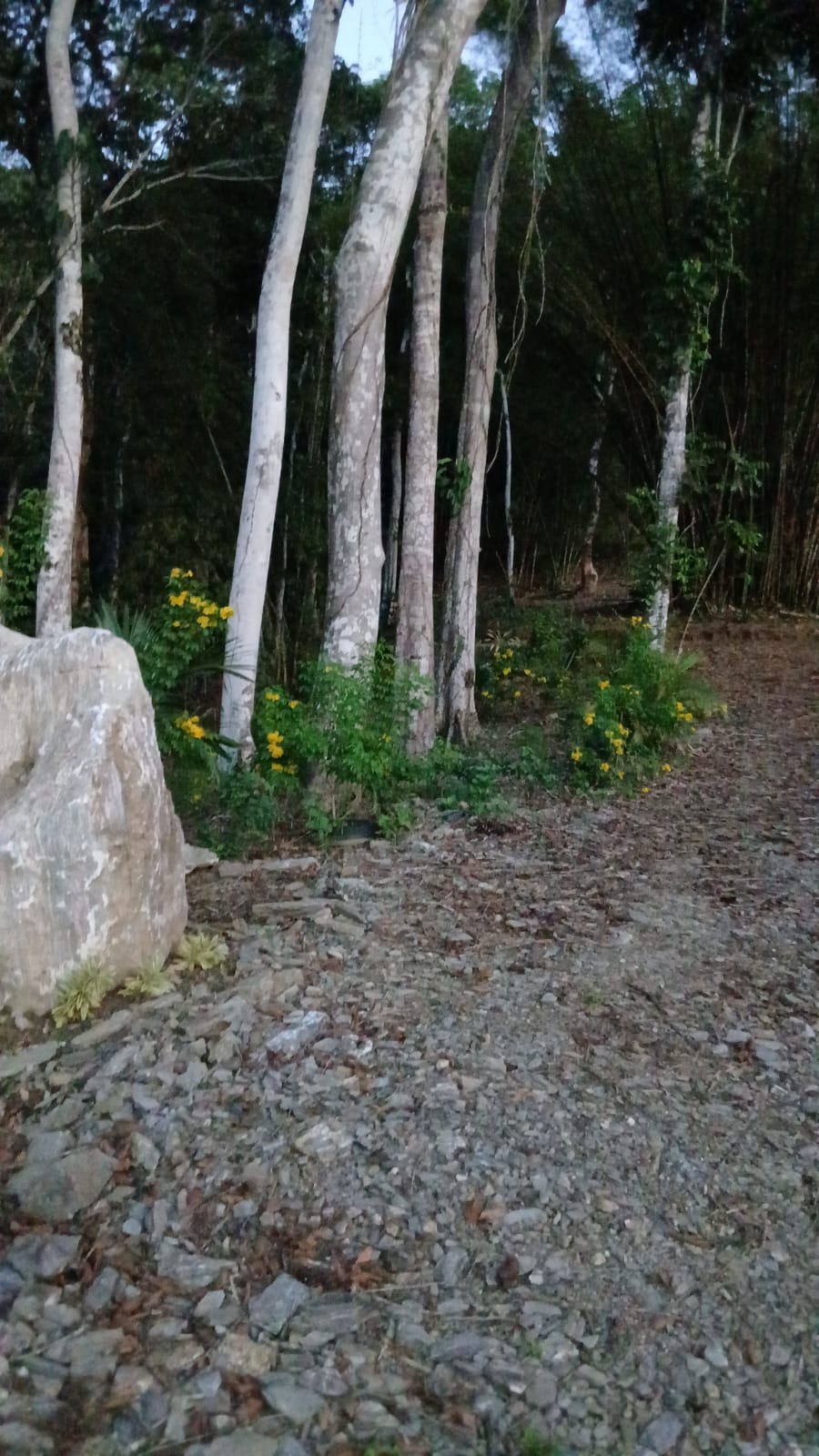 Serene forest path with white bark trees and wildflowers at Oor Jou Wellness