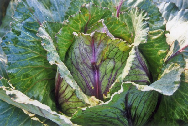 Purple heritage cabbage — a symbol of biodiversity