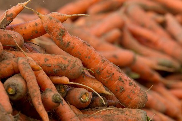 Freshly harvested heritage carrots in a wooden crate