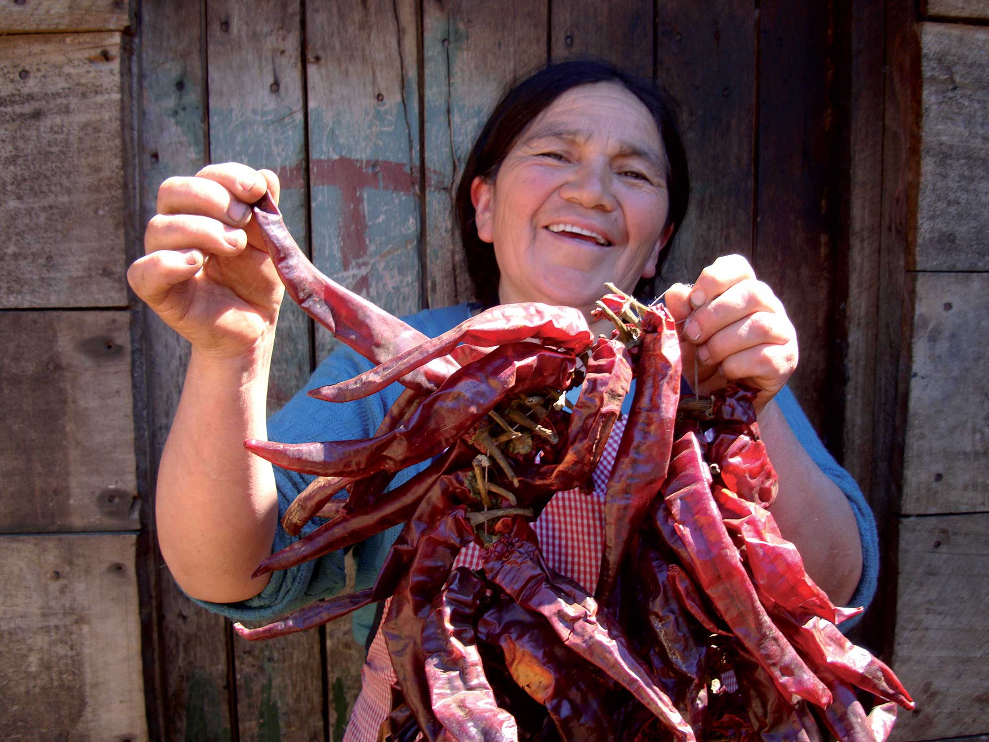 Purple heritage cabbage — a symbol of biodiversity