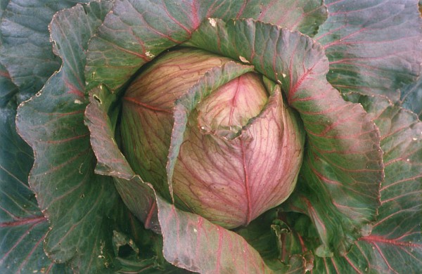 Protecting Heirloom Cabbage Varieties