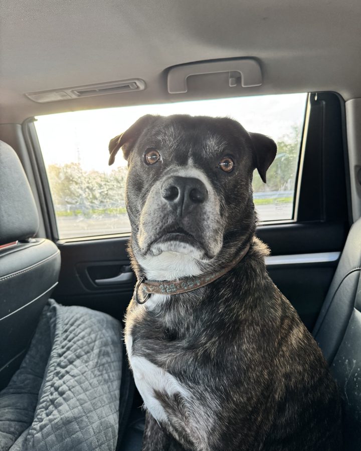 Rocky, the real brindle dog behind Rocky Bowboa Pet Waste Removal
