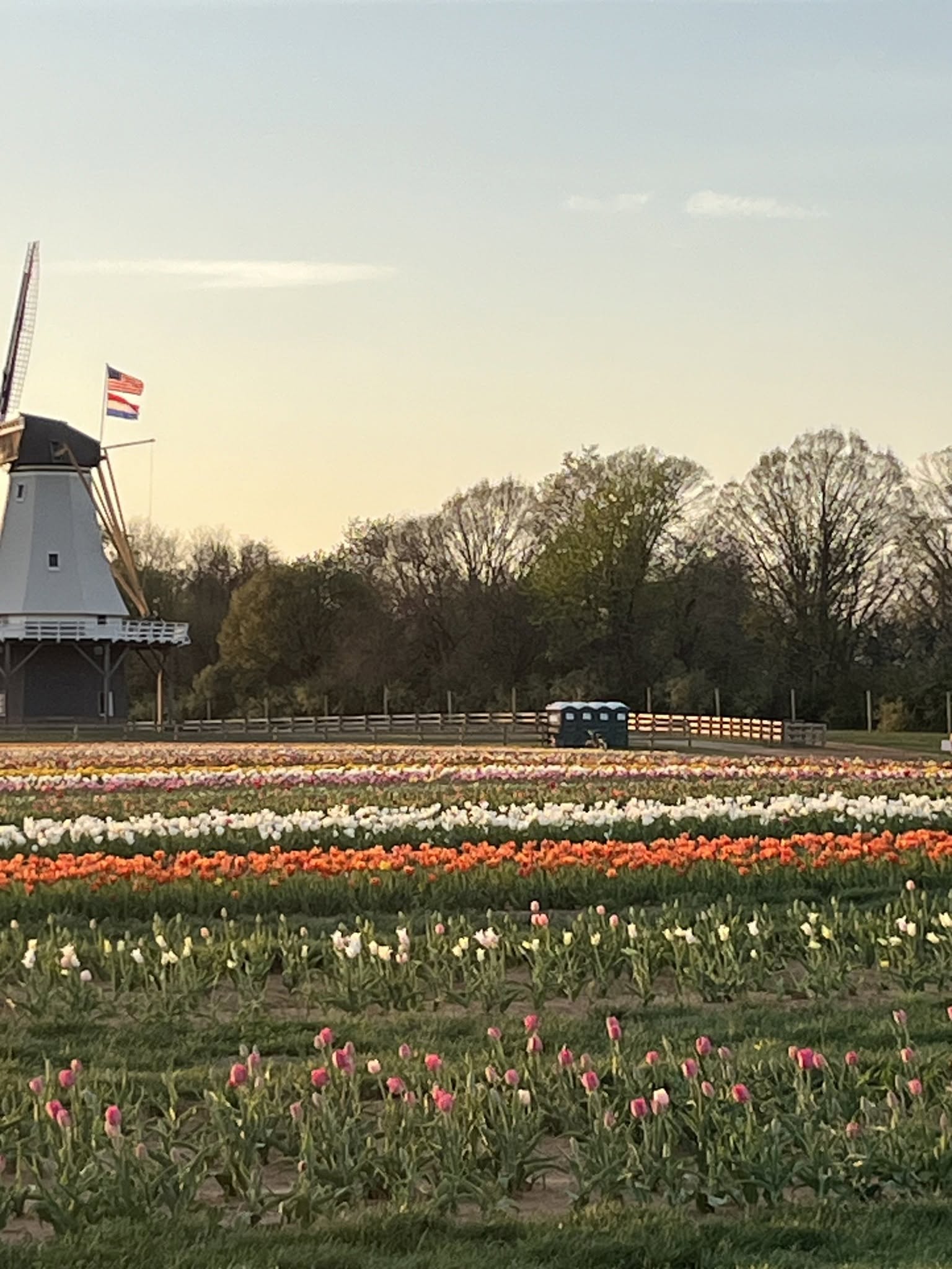Green portable toilets stationed at a Long Island tulip farm with a windmill in the background