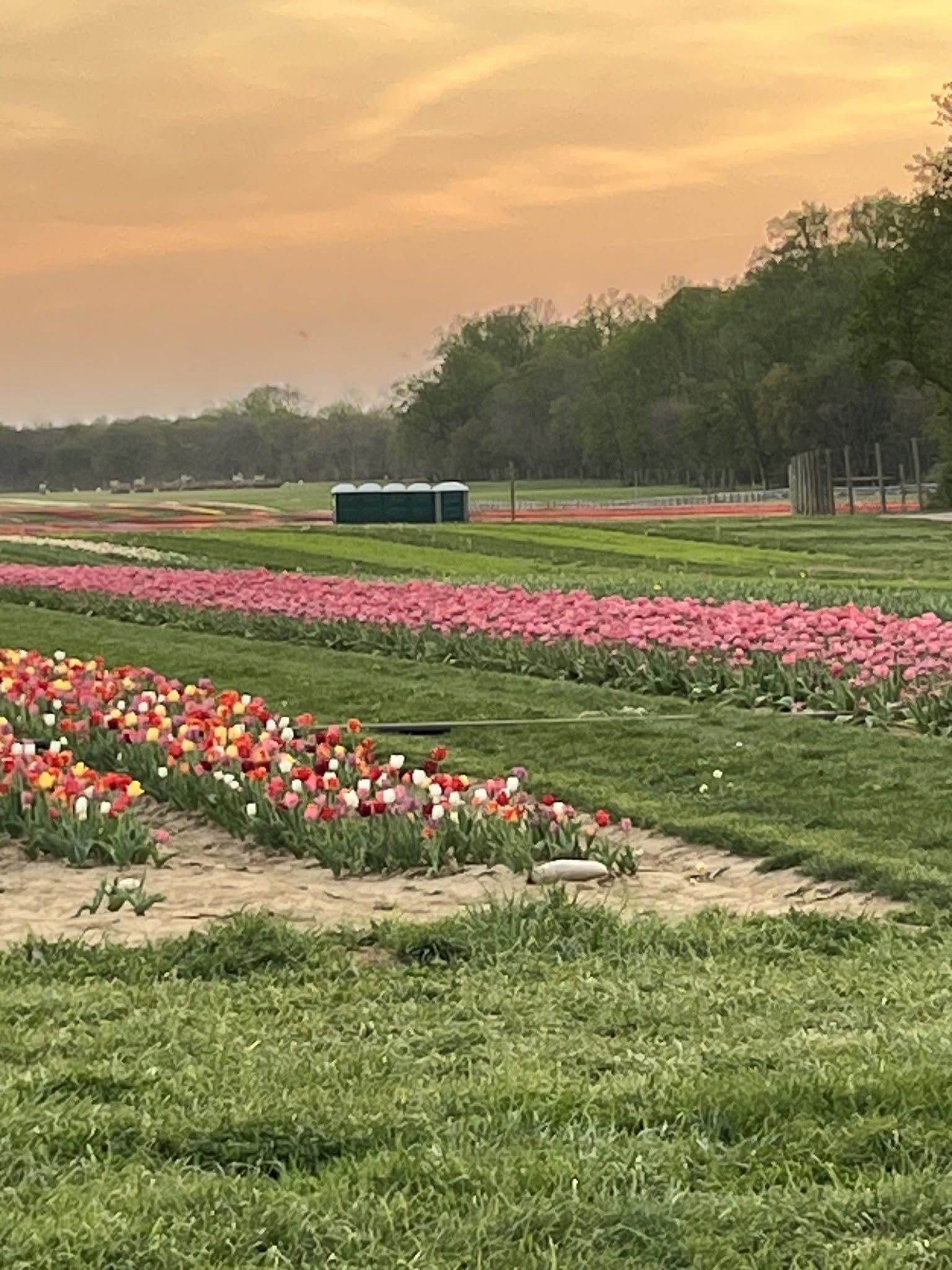 Portable restrooms staged in the distance at a scenic flower farm event at sunset on Long Island