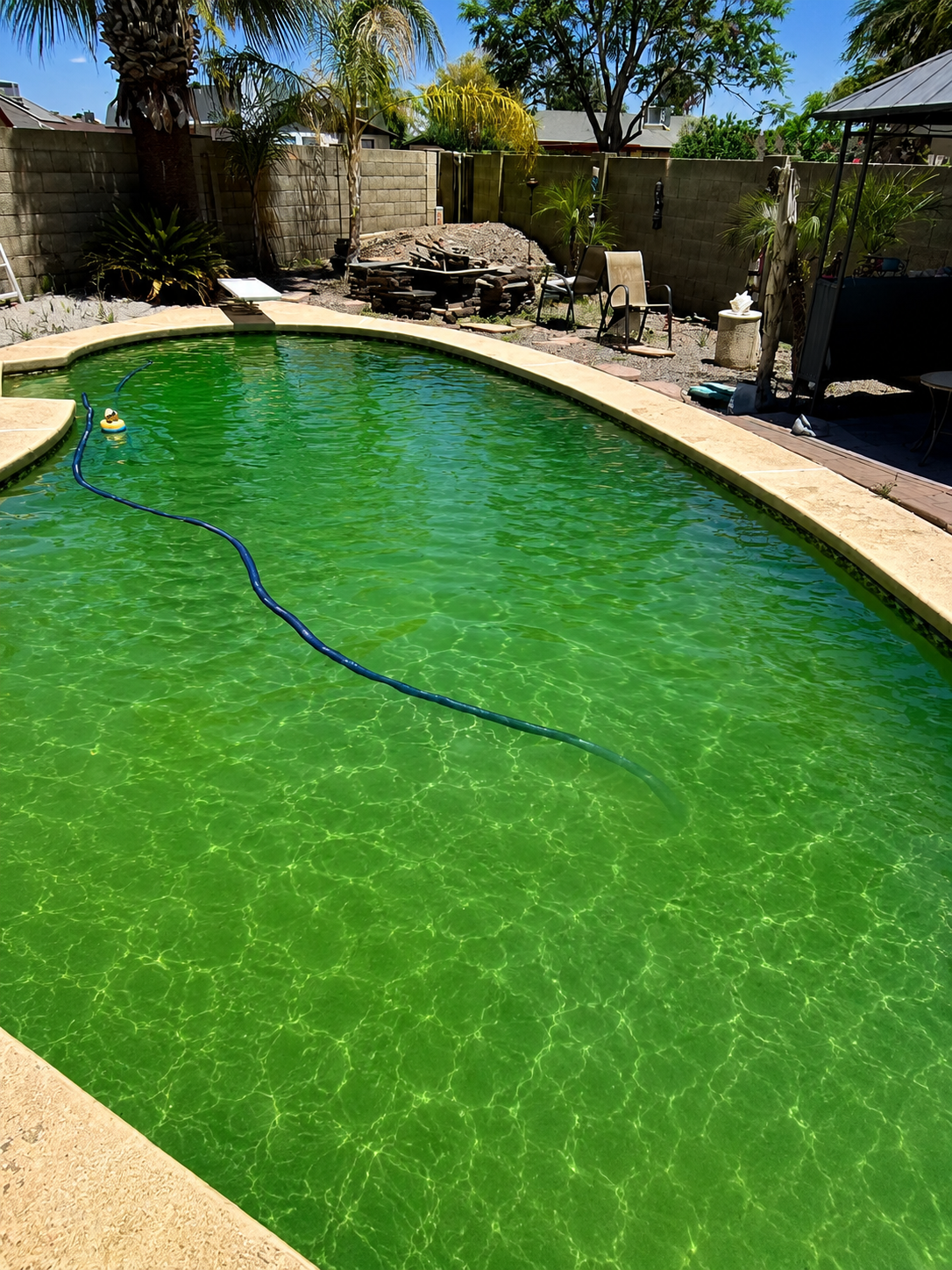 Green algae-filled pool before cleanup service in Riverside