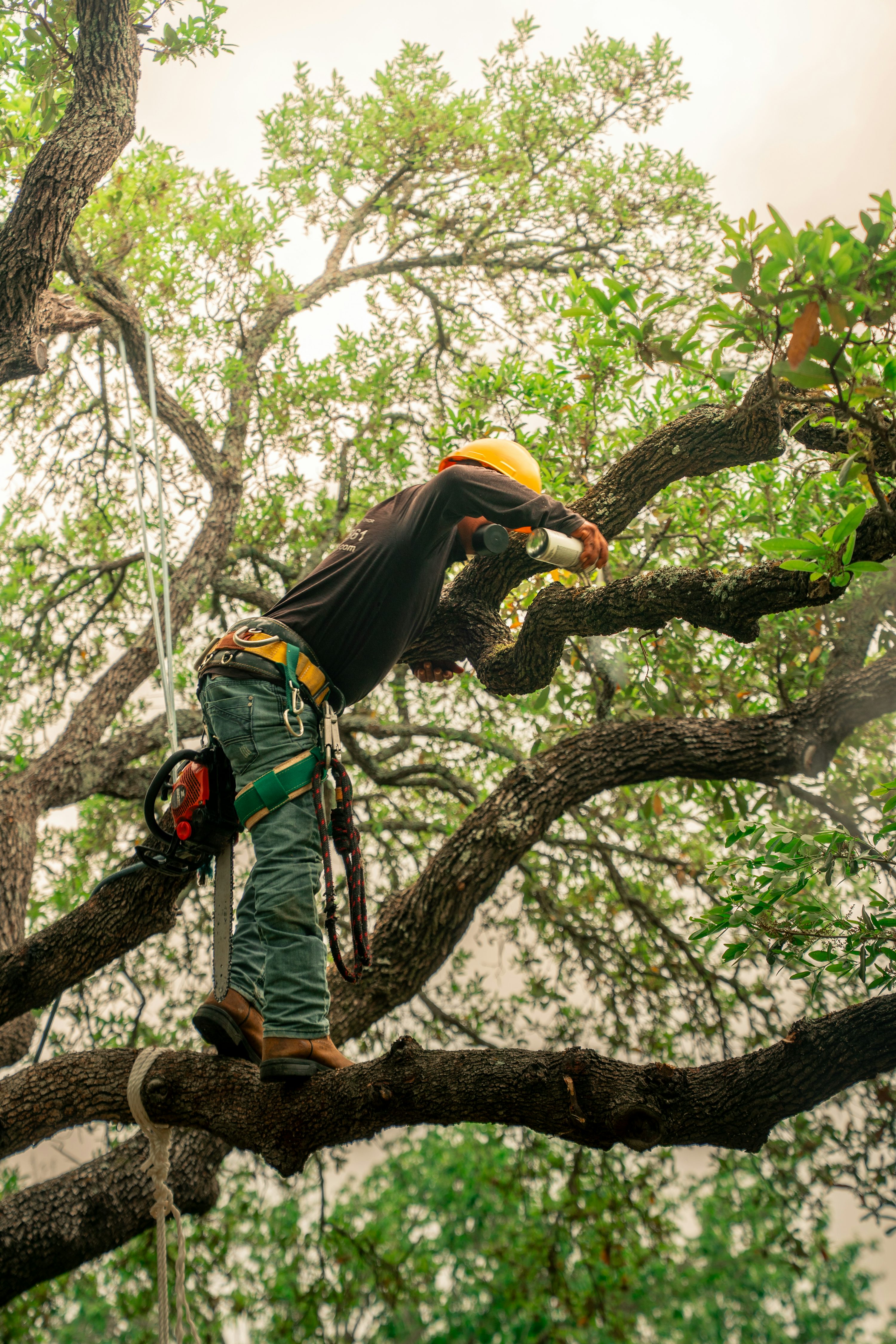 Arborist pruning branches from a large tree in Arlington TX