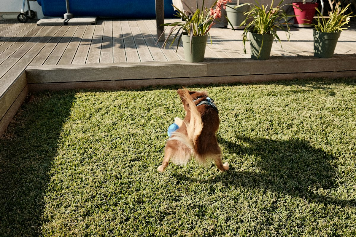 Dog standing on a green turf lawn at a home in Arlington TX