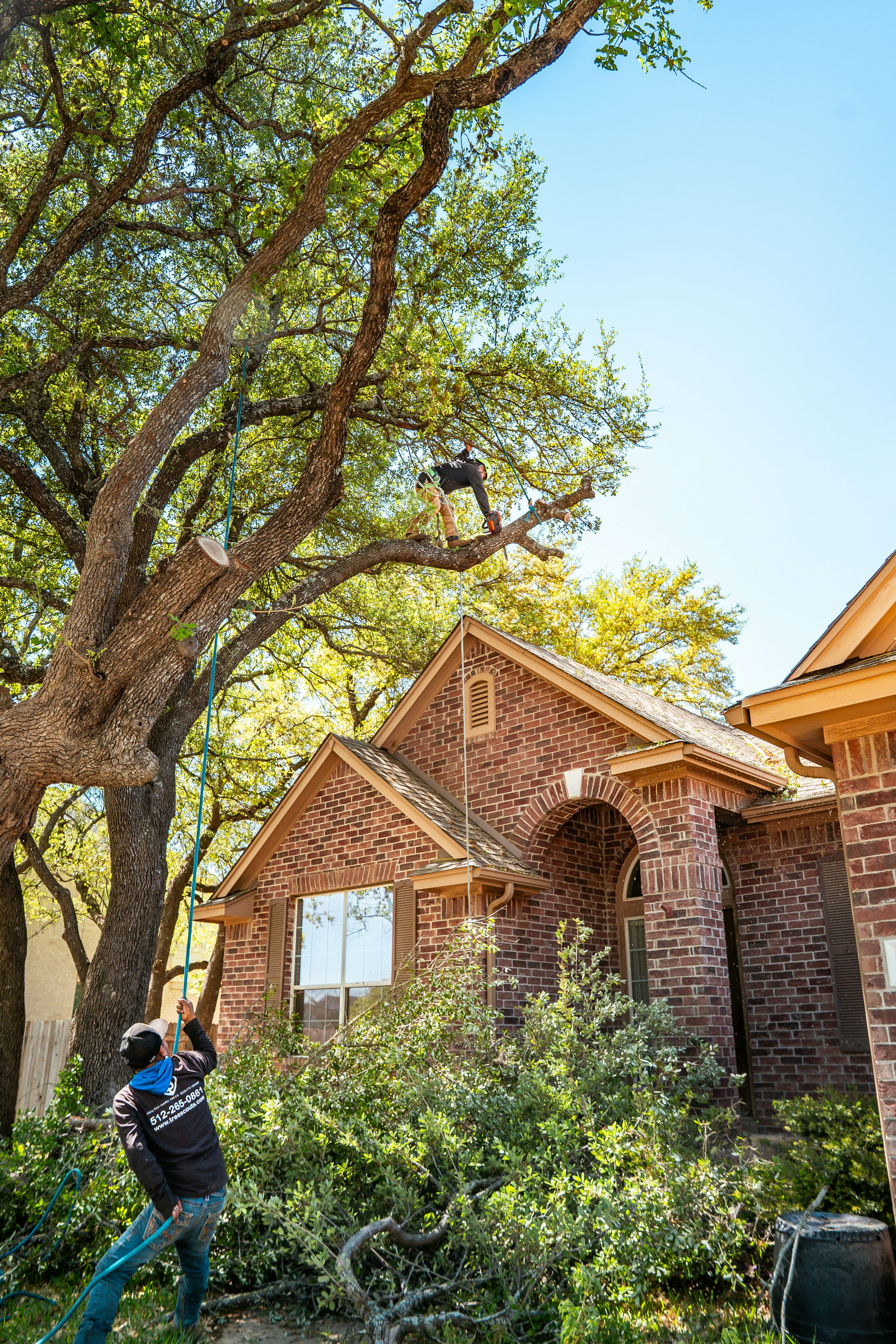 Tree service worker trimming a large tree at a home in Arlington TX