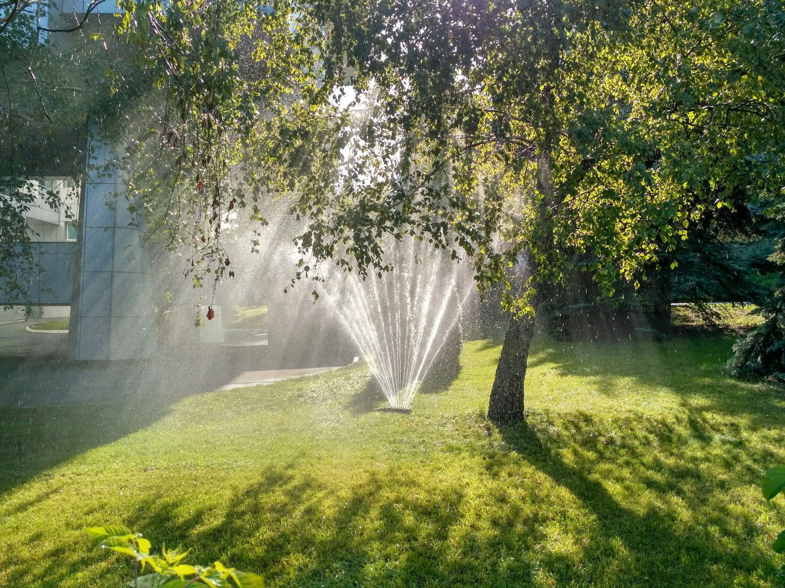 Lawn sprinkler head watering green grass at a home in Arlington TX