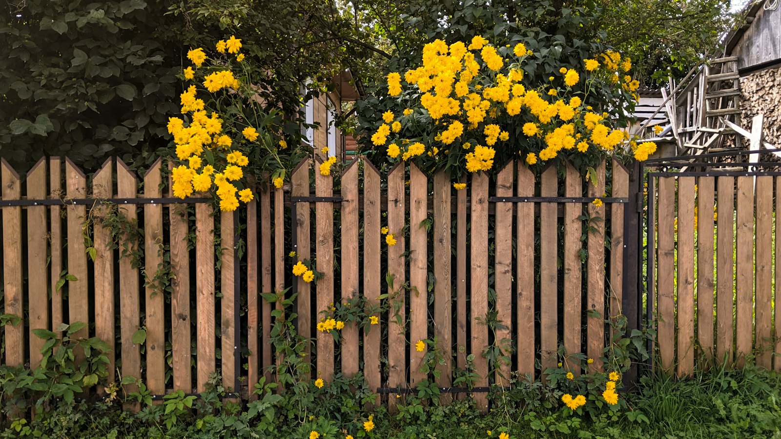 Cedar wood privacy fence running along a residential backyard in Arlington TX