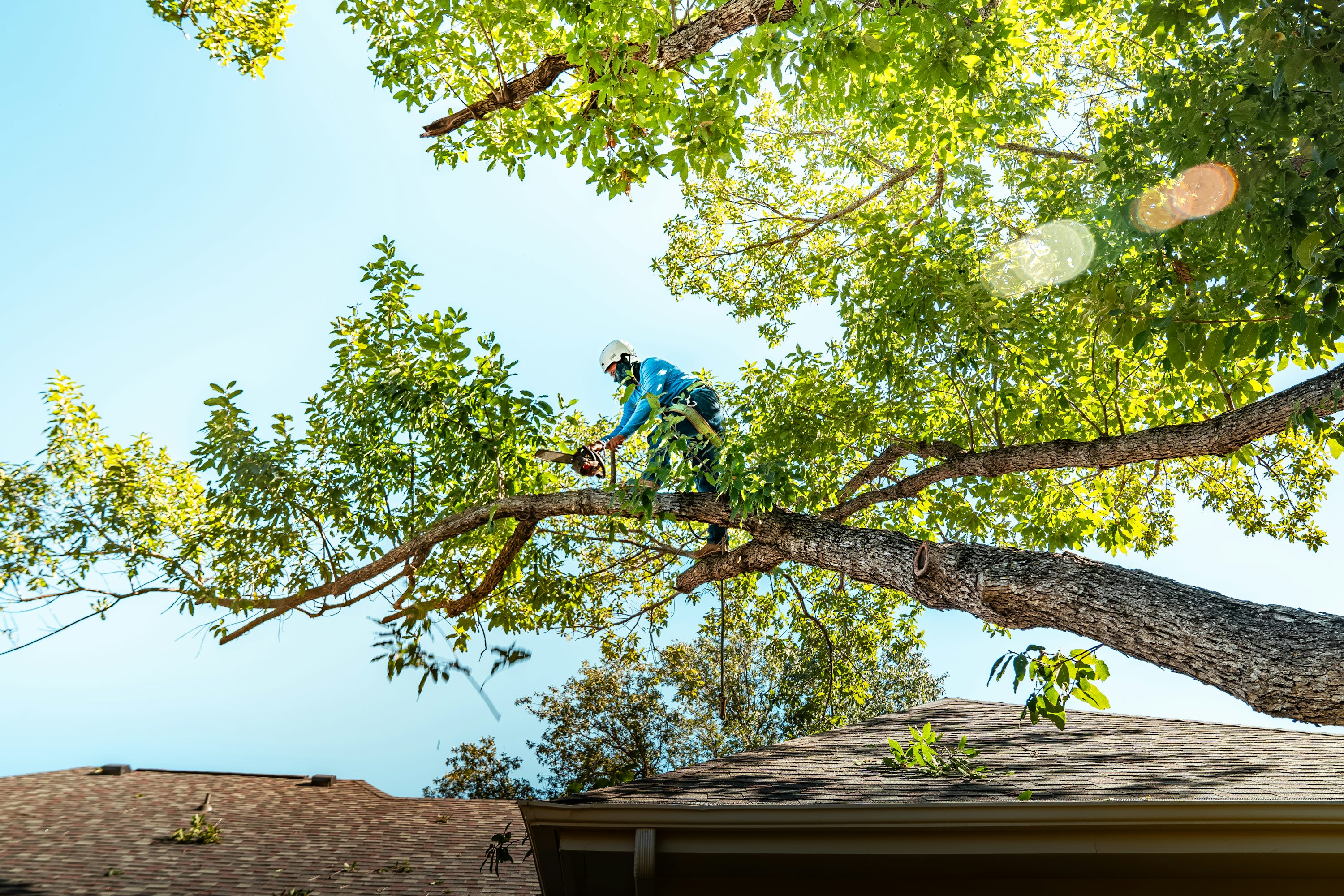 Arborist cutting a tree branch with a saw at a property in Arlington TX