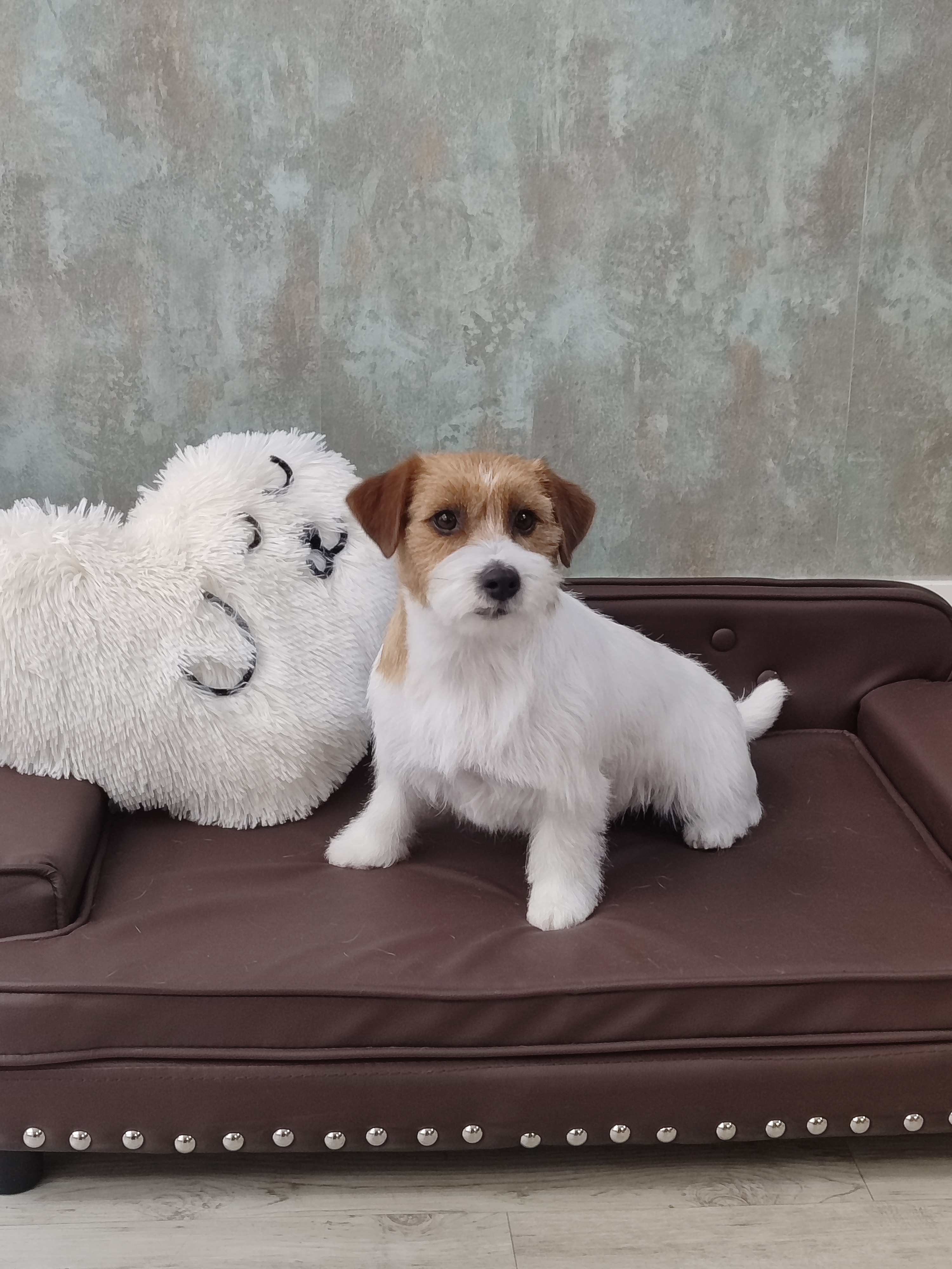 Perrito en Good Groomers peluquería canina