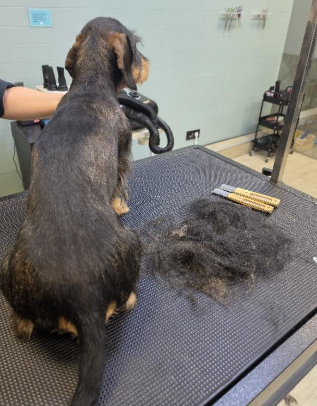 Stripping profesional en Teckel - Seminarios Good Groomers
