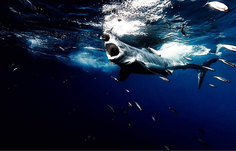 Passion Projects 3