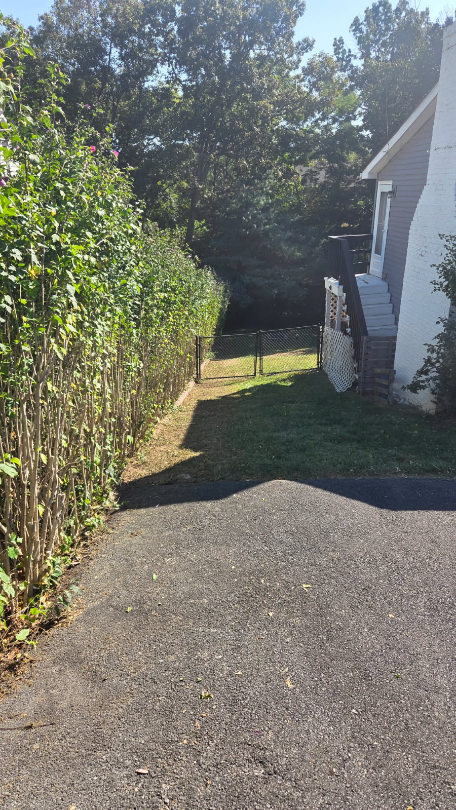 Trimmed Privacy Hedge — After Service - Lawn Man LLC Winchester VA