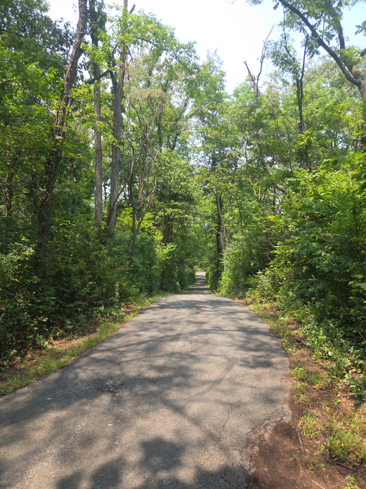 Tree-Lined Country Road Approach - Lawn Man LLC Winchester VA