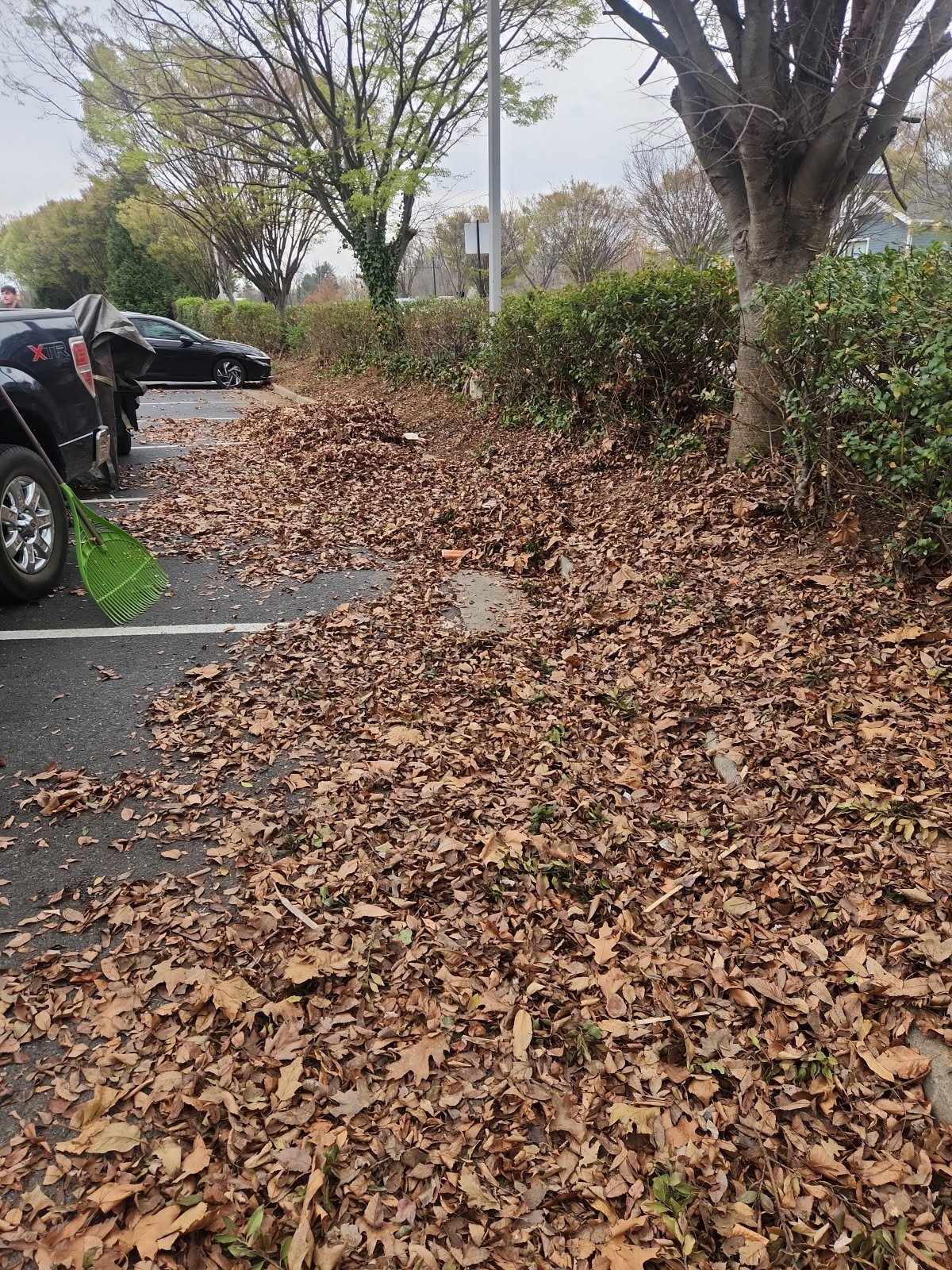 Seasonal & Leaf Cleanups