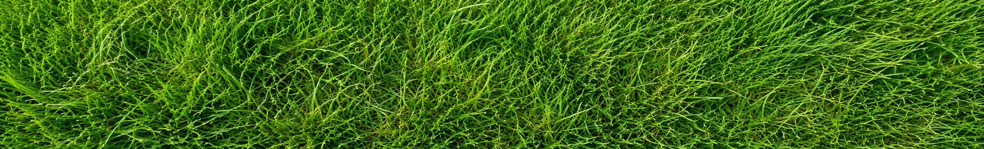 Lawn before mowing — tall uncut grass