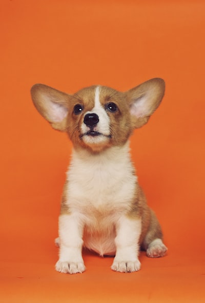 Indie Dog