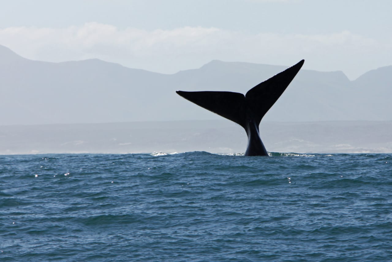 Southern right whale tail near Hermanus
