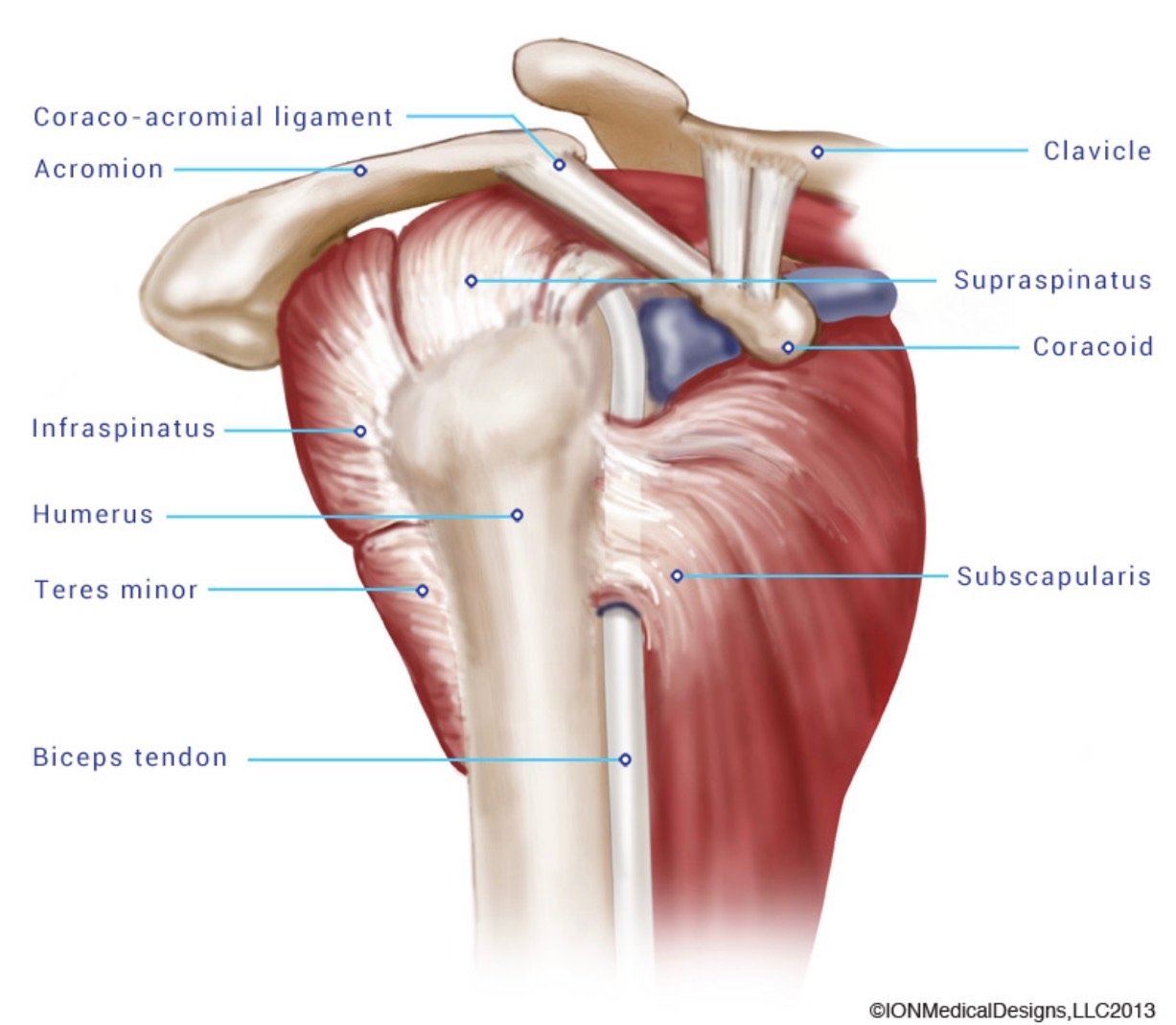 What is the rotator cuff?