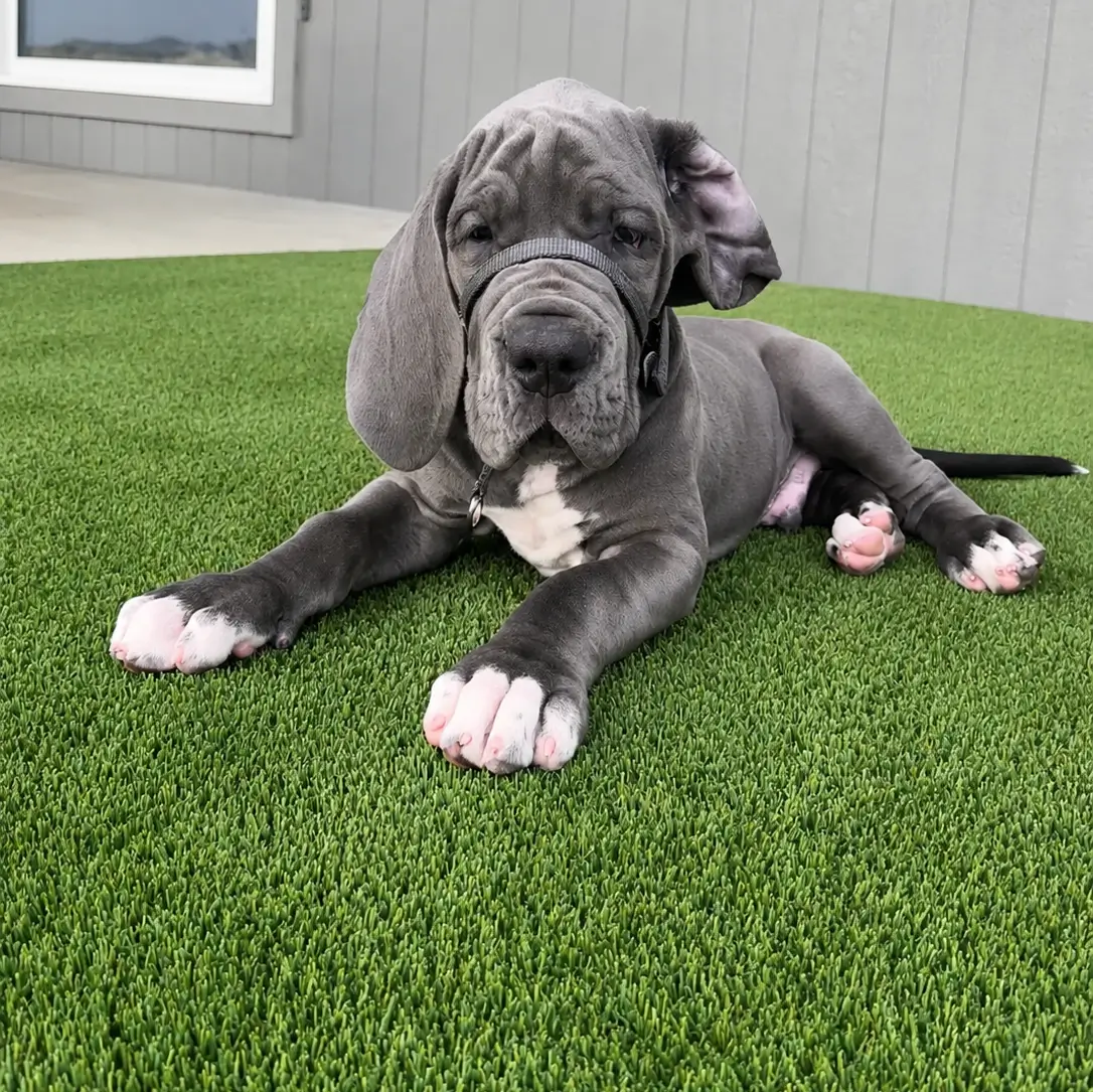 Pet-friendly artificial turf installation with a dog in a Kansas City backyard
