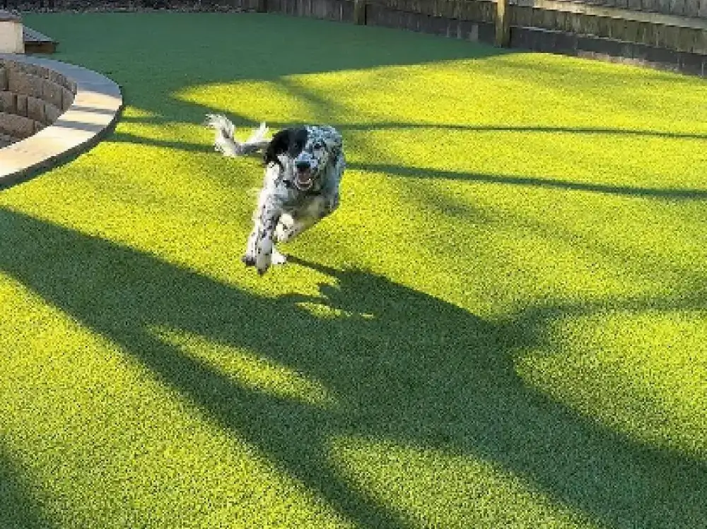 Dedicated dog run with artificial turf in a Kansas City backyard