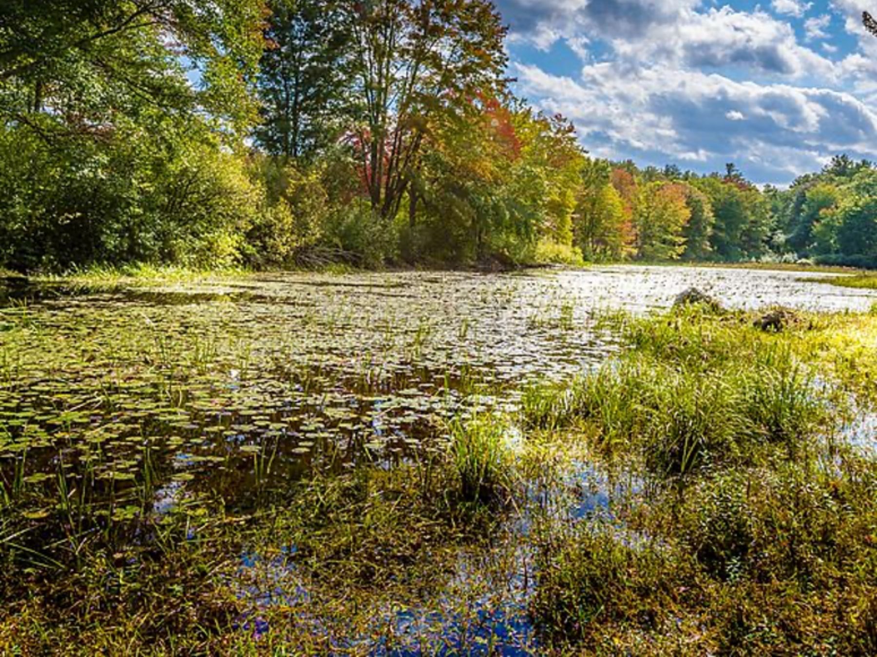 Development Near Artichoke River Woods Puts Our Drinking Water at Risk