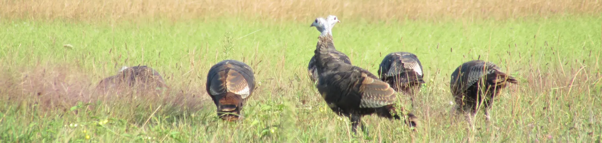 The Wash: A Thanksgiving Story of Where It All Began