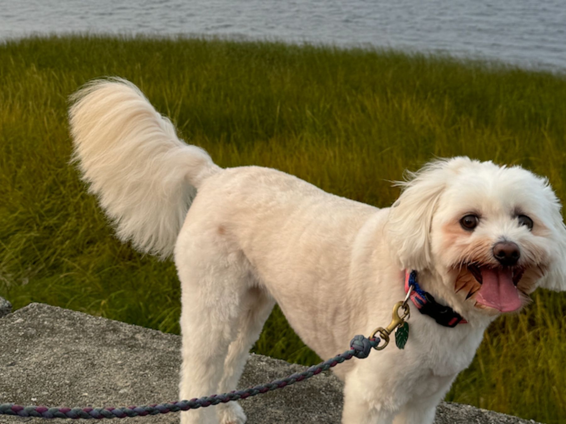 Our City’s Pet-Friendly Culture is Why I Expanded My Business to Newburyport