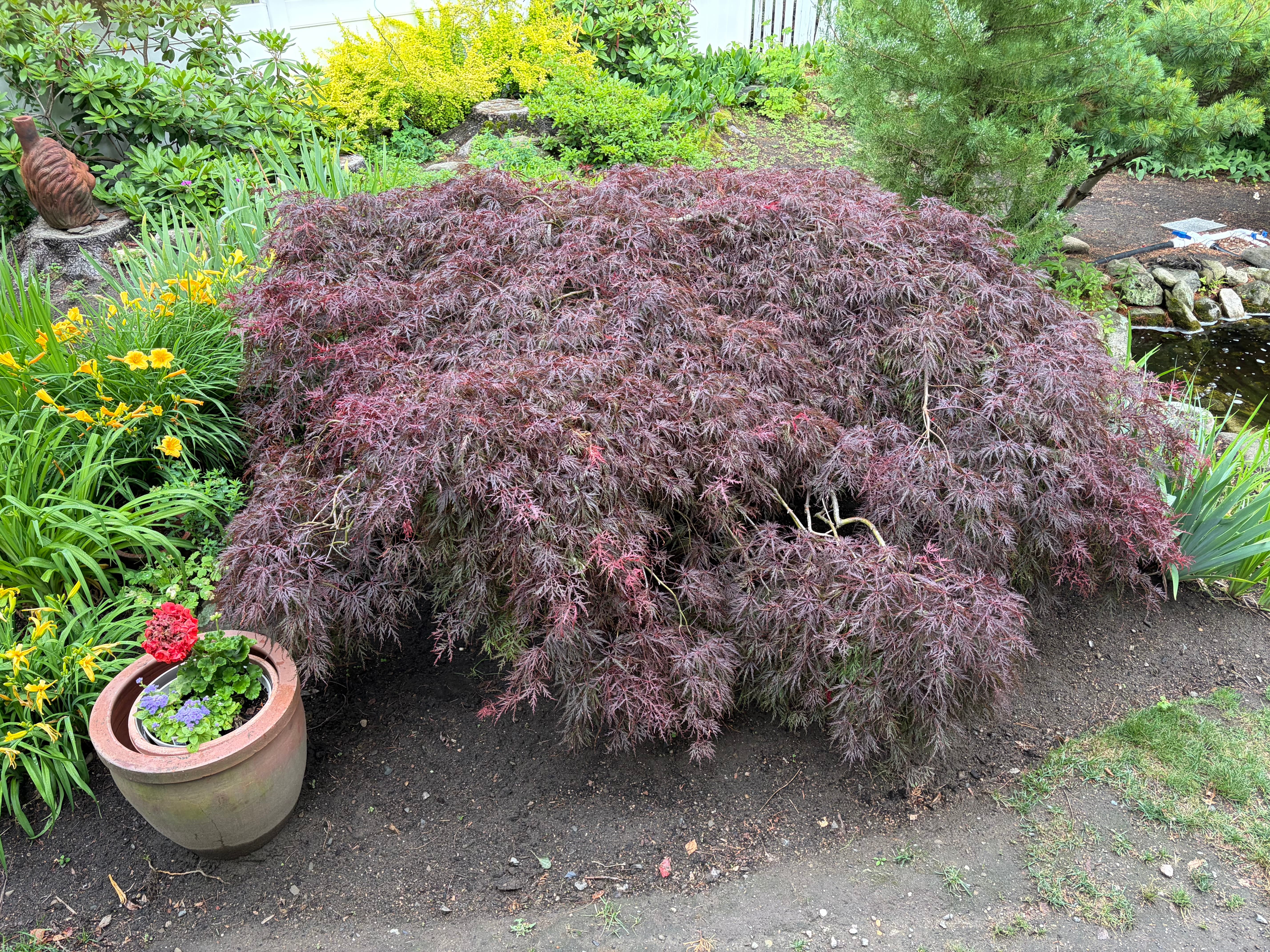 Conversations With My Garden: My Japanese Maple