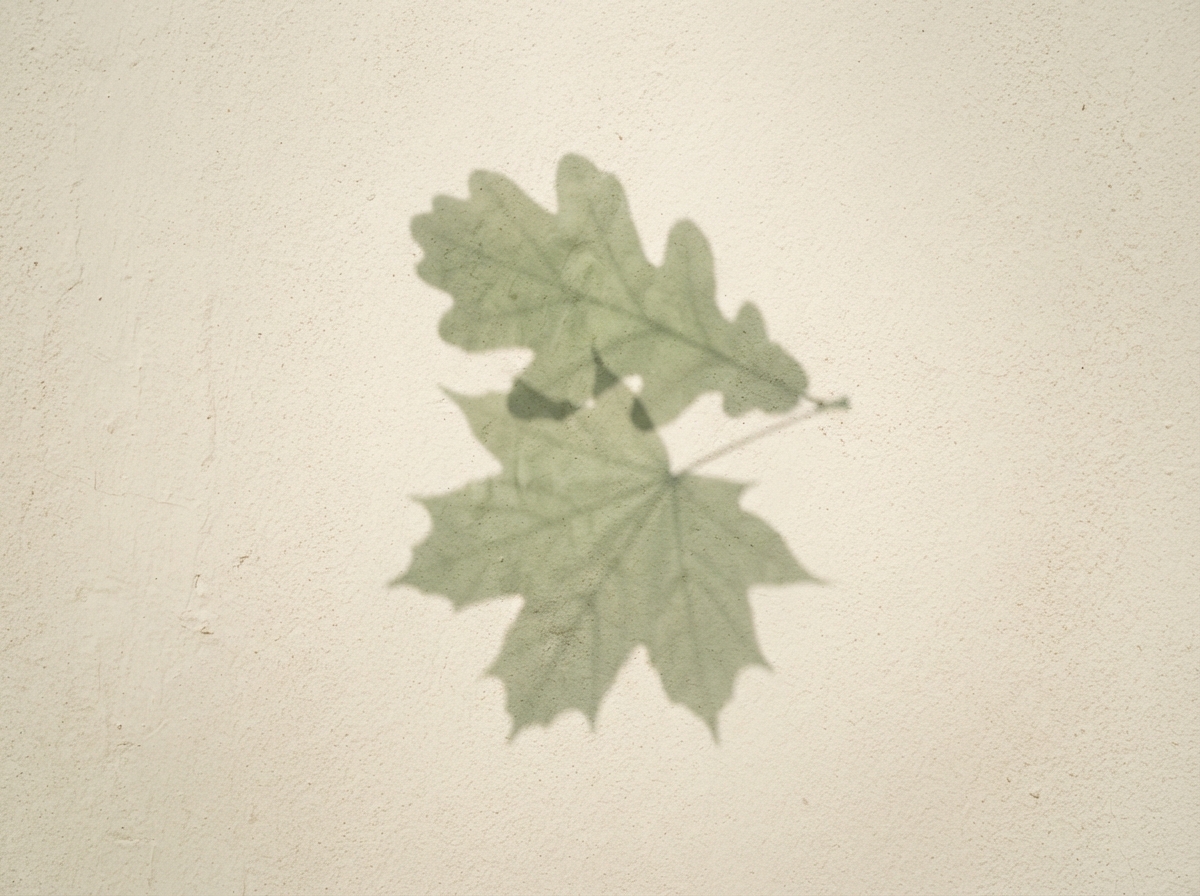 Two overlapping leaf shadows on a cream surface in soft natural light, representing the different parts of the self in IFS therapy