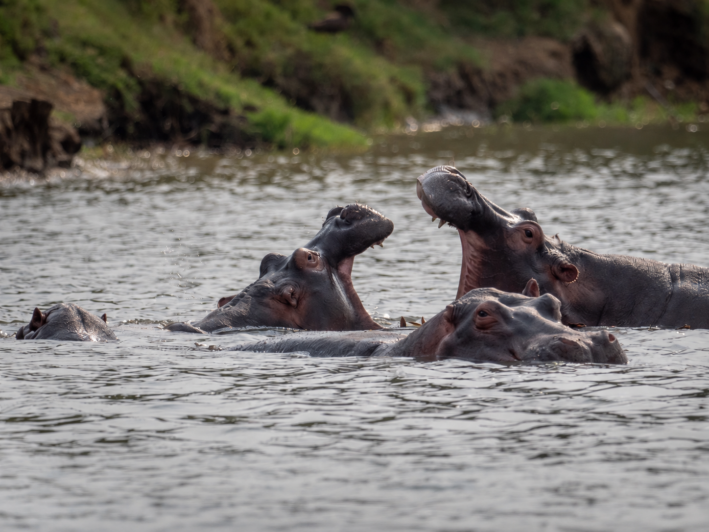 10 Tage Uganda Tour