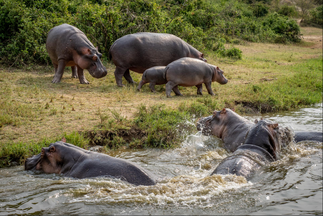 Kibale Nationalpark