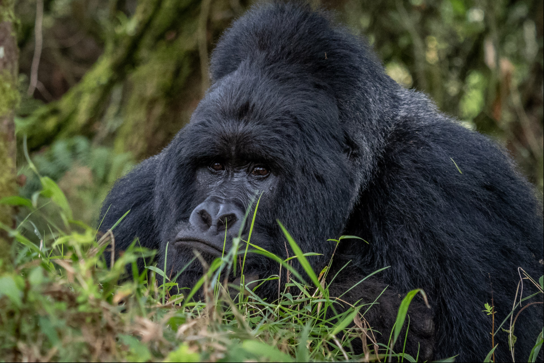 Bwindi Nationalpark