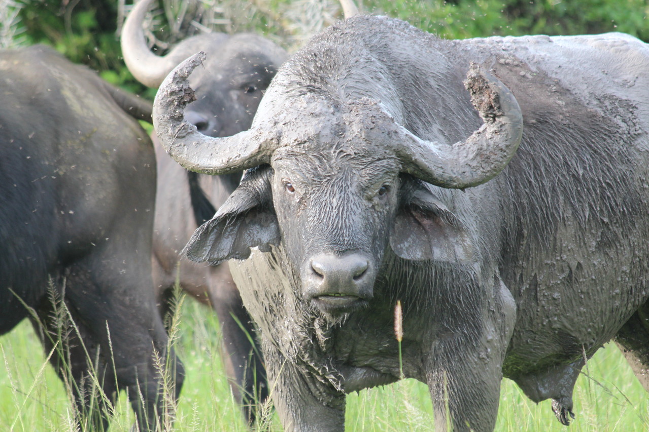 Klassische Safari / Tierbeobachtung