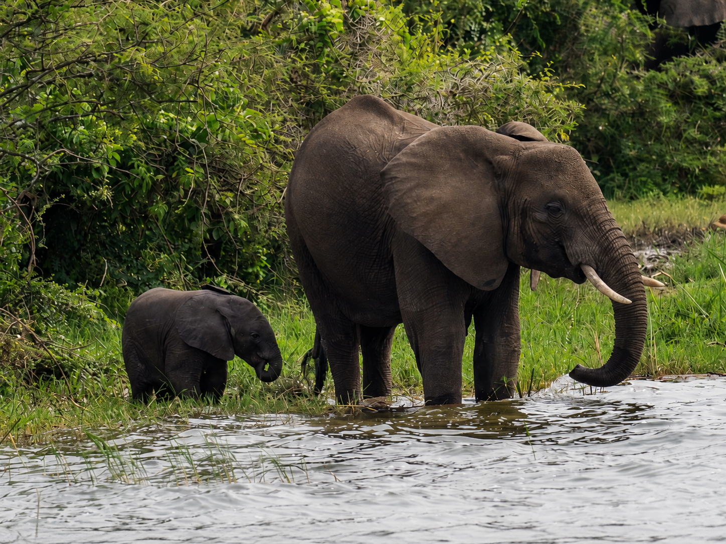 8 Tage Uganda Tour