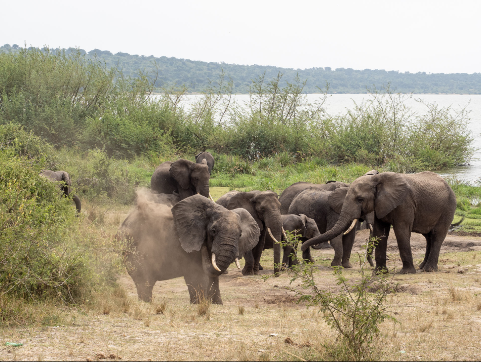 Queen Elizabeth Nationalpark