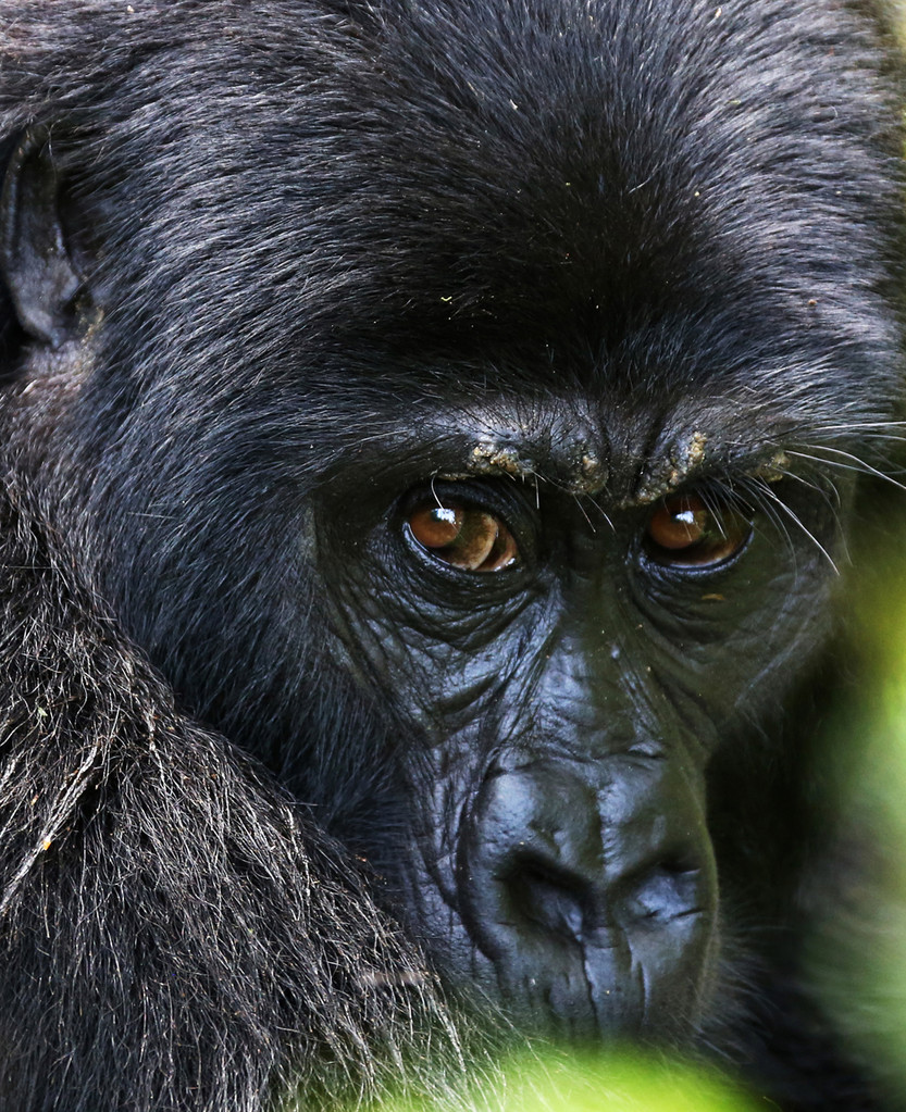 Gorilla Tracking