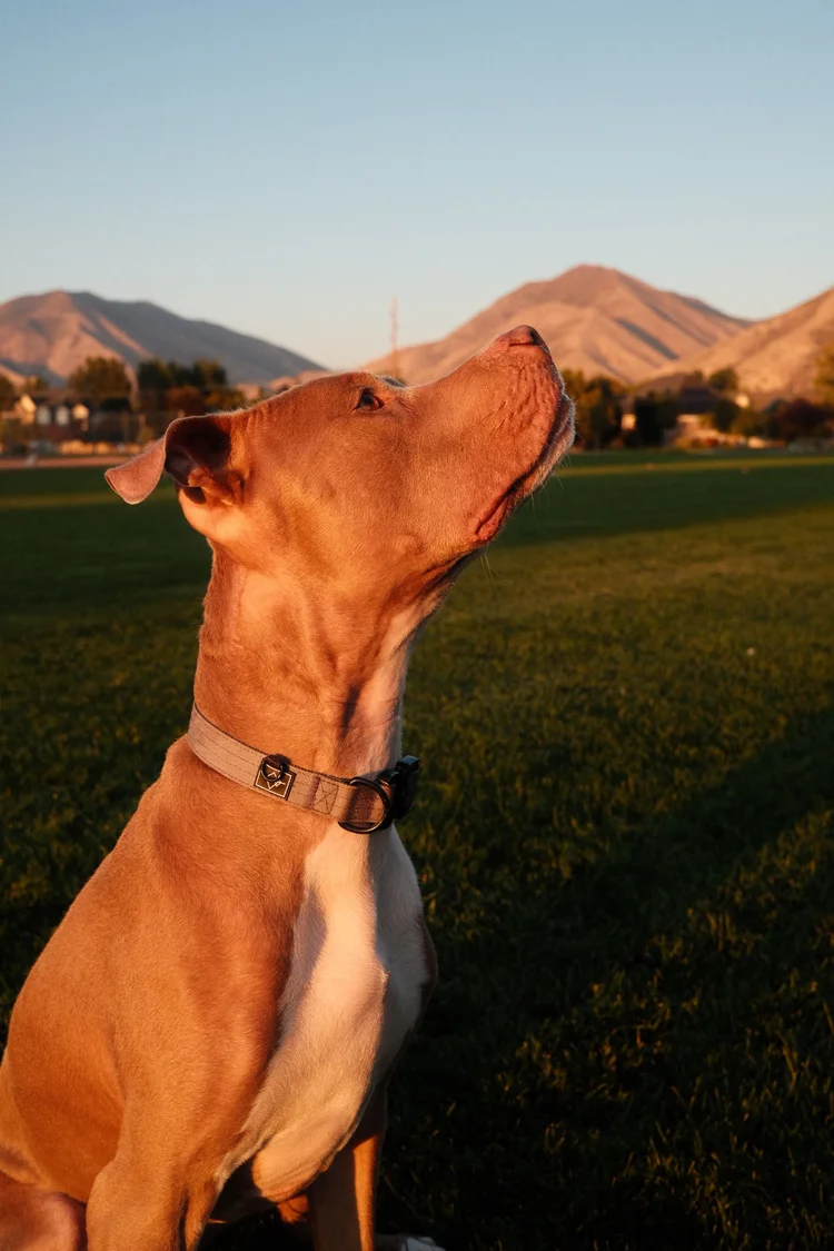 Otis - Lead Certified Mold Detection Dog