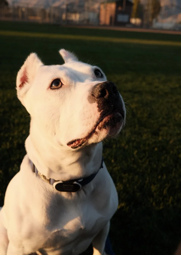 Snow - Certified Mold Detection Canine