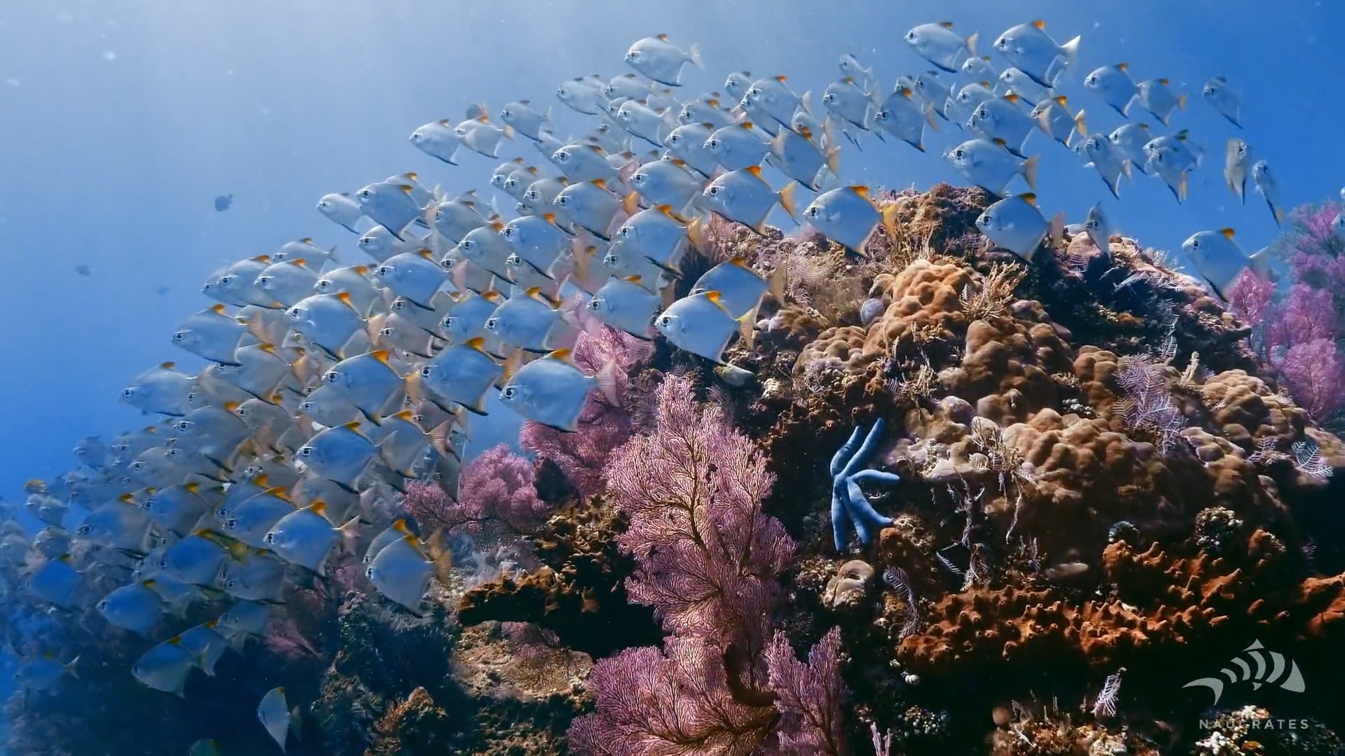 Diving in Amed Bali with coral reef and tropical fish