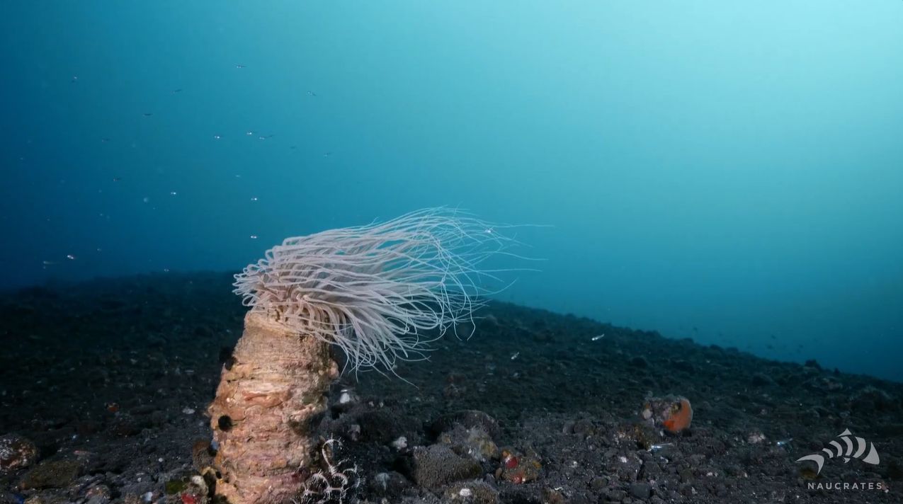 Gerombong Reef