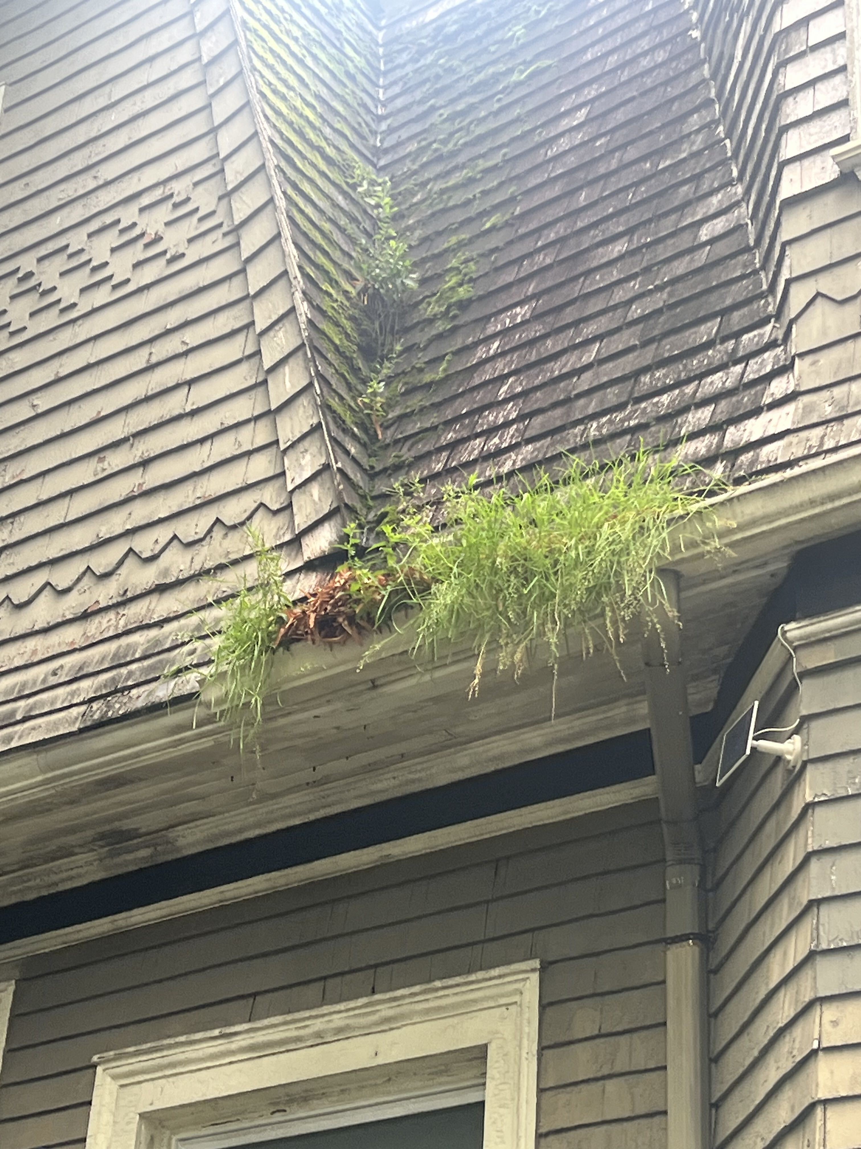 Roof Valley and Gutter Plant Growth