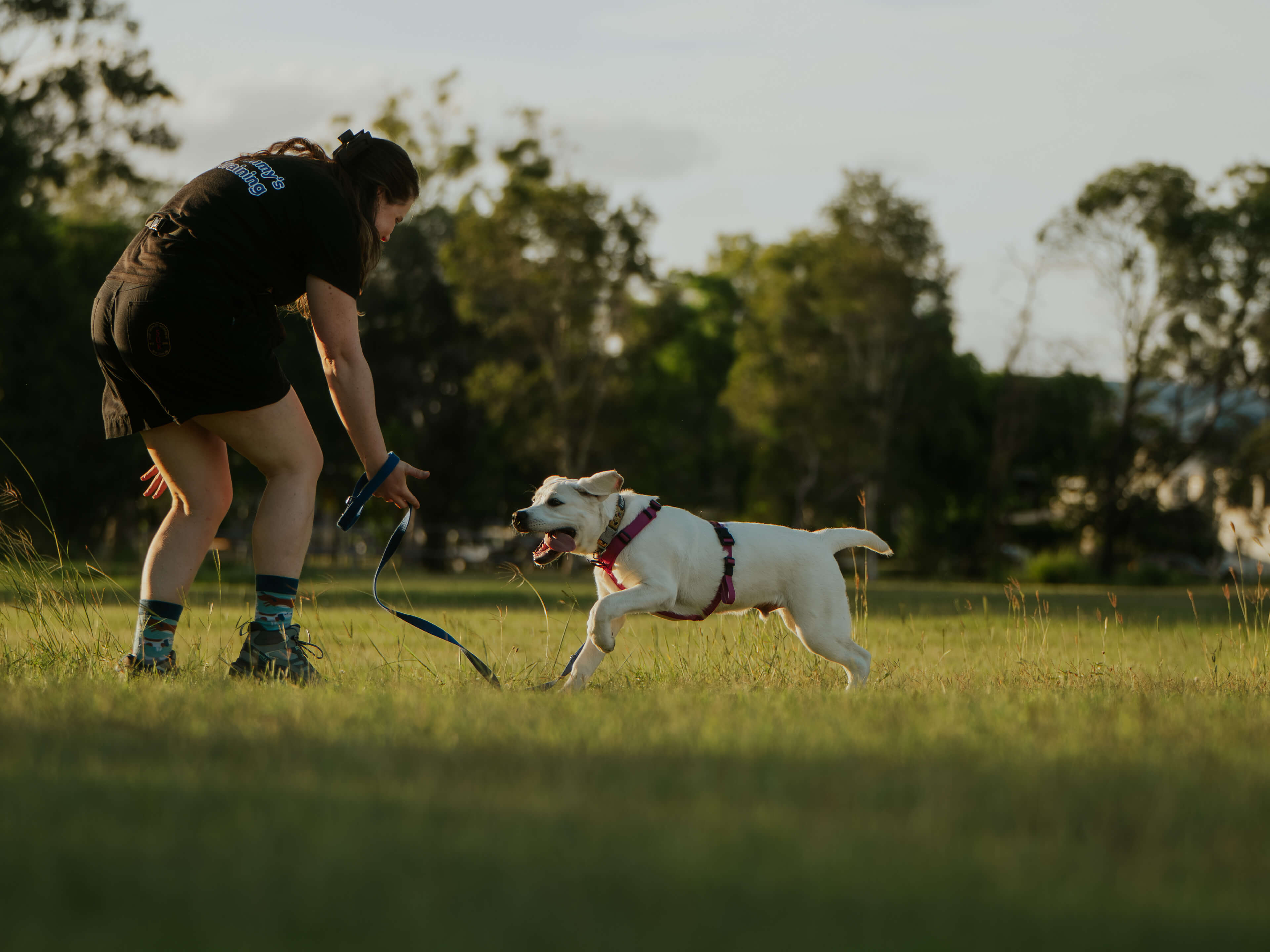 Dog running happily in the field during force-free training