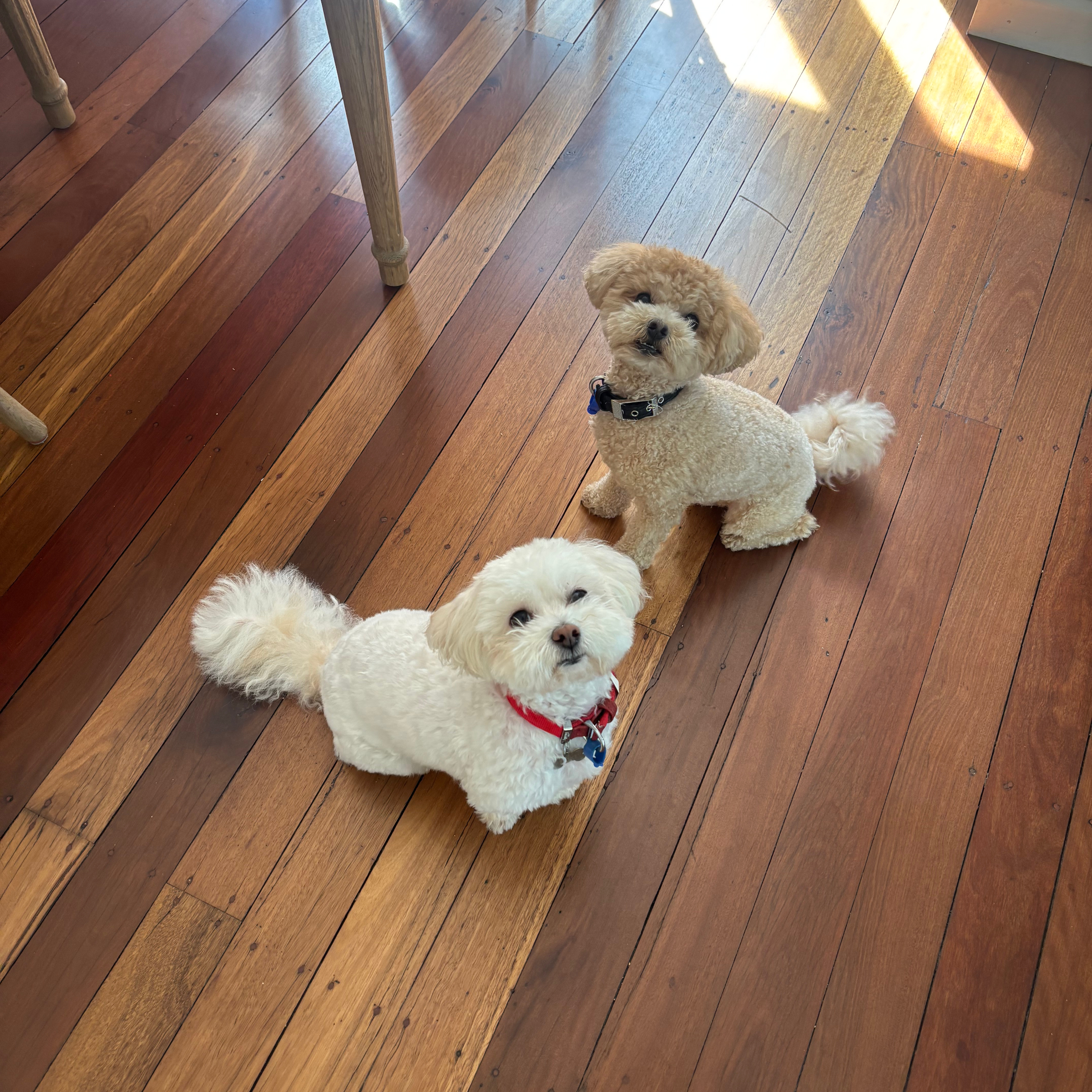 Hershey and Seb